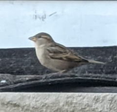 Passer domesticus