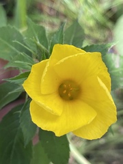Turnera ulmifolia