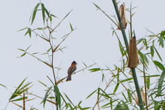 Hemixos castanonotus