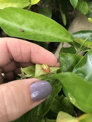 Disonycha quinquelineata