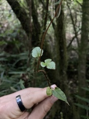 Muehlenbeckia australis