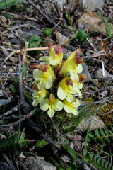 Pedicularis oederi