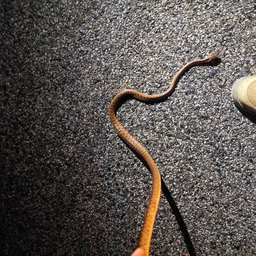 Brown Tree Snake sighting