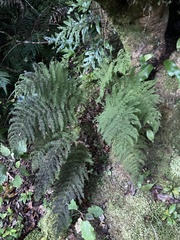 Leptopteris hymenophylloides