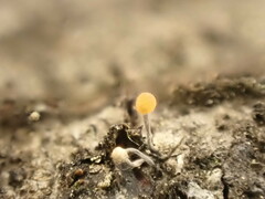 Stilbocrea gracilipes