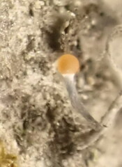 Stilbocrea gracilipes