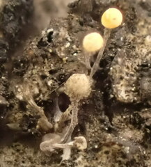 Stilbocrea gracilipes