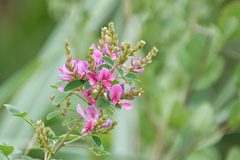 Grona heterocarpos
