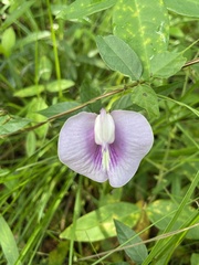 Centrosema virginianum