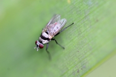Anthomyia illocata