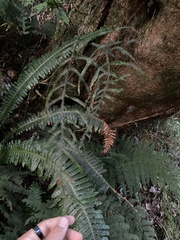 Microsorum novae-zealandiae