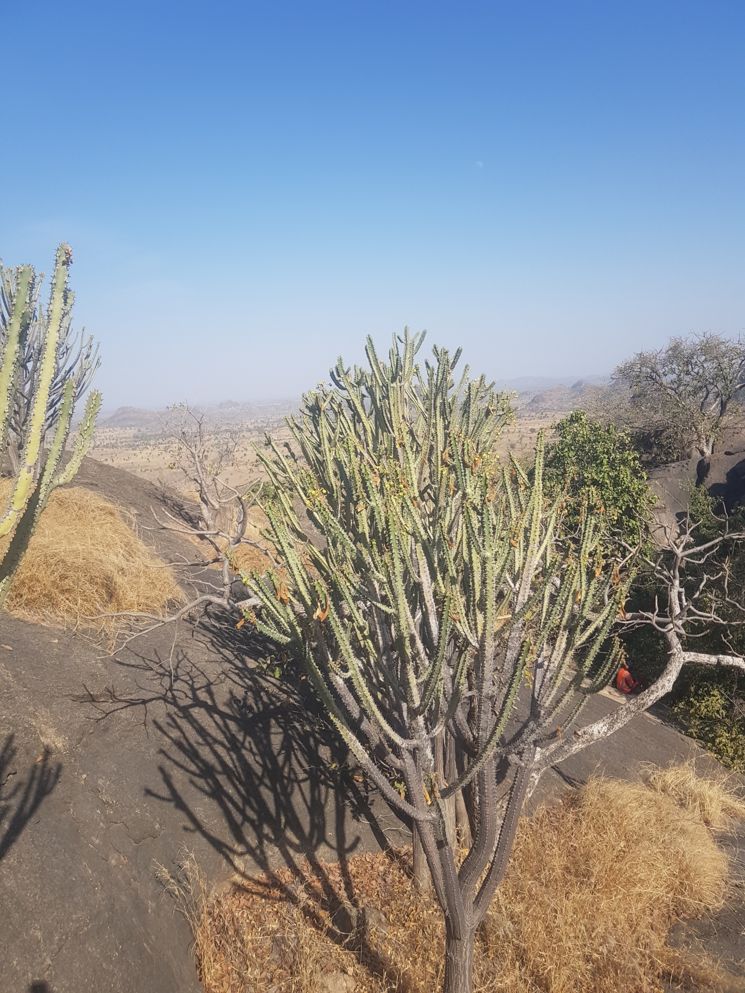 Euphorbia desmondii