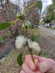 Eucalyptus globulus bicostata