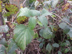 Rubus