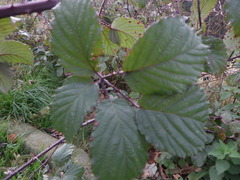 Rubus