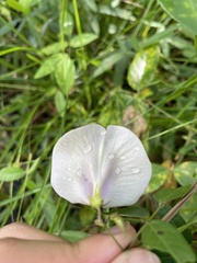 Centrosema virginianum