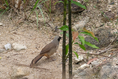 Pterorhinus perspicillatus