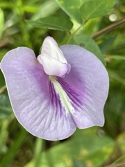 Centrosema virginianum