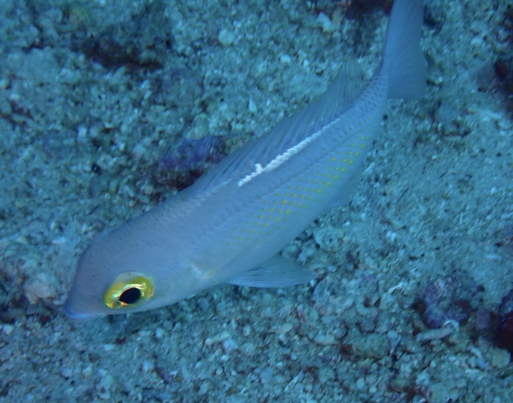 Ciliate Spinecheek