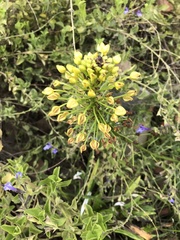 Bulbine abyssinica