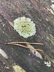 Parmeliopsis ambigua