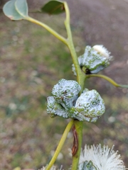 Eucalyptus globulus bicostata