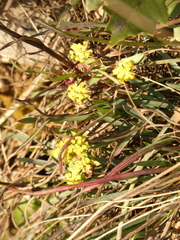 Bupleurum ranunculoides