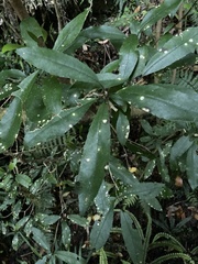 Cephaleuros lagerheimii