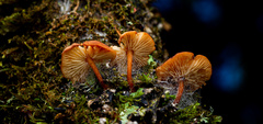 Heimiomyces