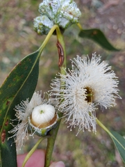 Eucalyptus globulus bicostata