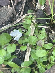 Evolvulus nummularius