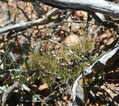 Pharnaceum aurantium