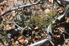 Pharnaceum aurantium