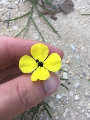Oenothera berlandieri pinifolia