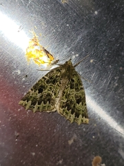 Chloroclydon rinodaria