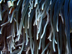 Entacmaea quadricolor