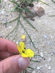 Oenothera berlandieri pinifolia