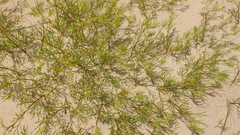 Artemisia arenaria