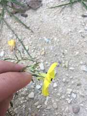 Oenothera berlandieri pinifolia