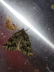 Chloroclydon rinodaria