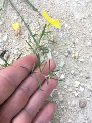 Oenothera berlandieri pinifolia