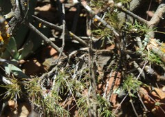 Pharnaceum aurantium