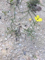 Oenothera berlandieri pinifolia