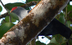 Alectroenas pulcherrimus