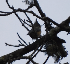 Lophophanes dichrous