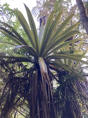 Cordyline indivisa