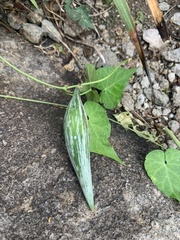 Asclepiadeae