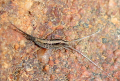 Meinertellidae