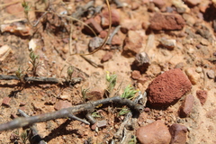 Rhynchopsidium sessiliflorum