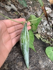Asclepiadeae